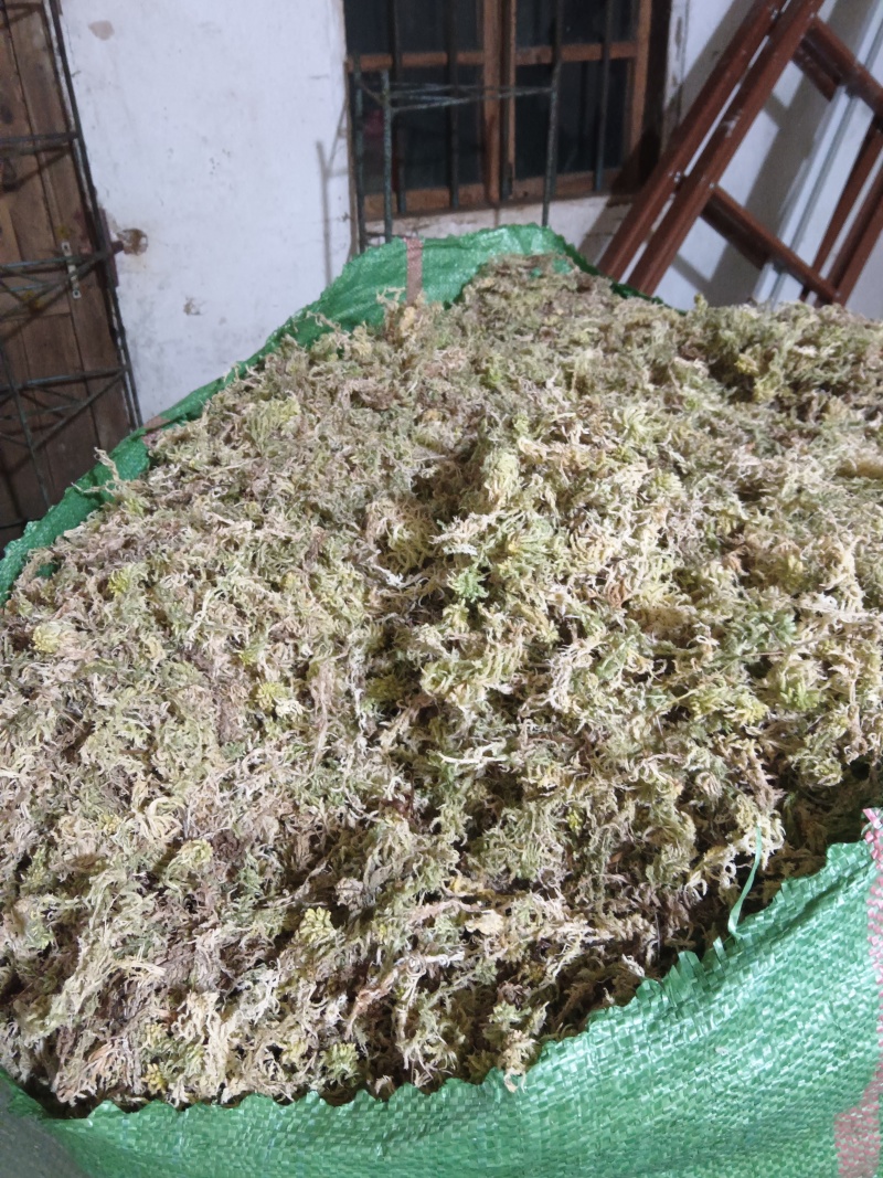 贵州水苔