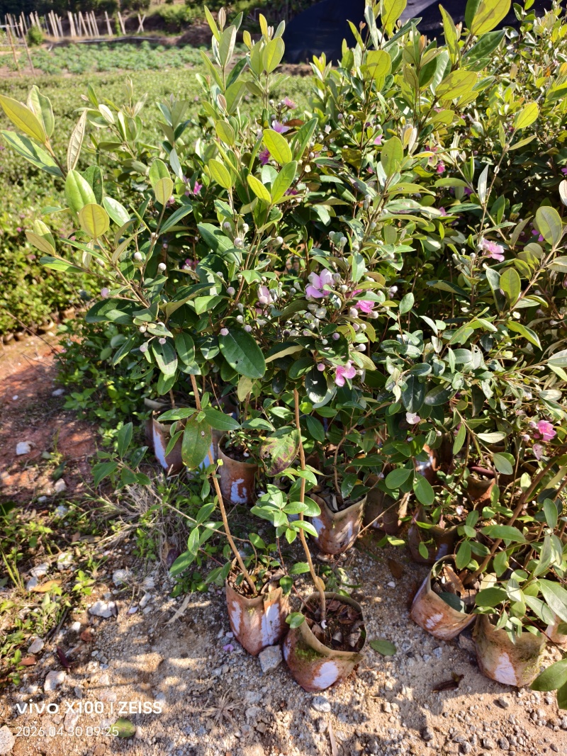 桃金娘苗，大小规格都有，苗圃直销，一手货源，价钱美丽啊！