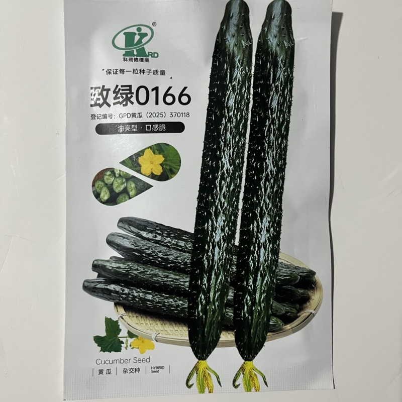 致绿0166黄瓜种子，青瓤耐热品种种子现货供应
