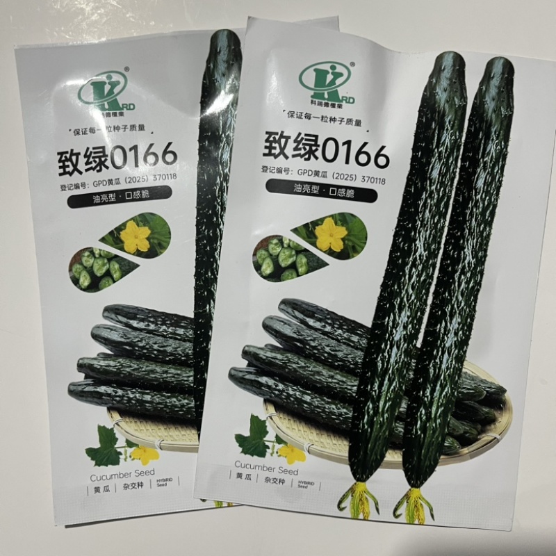 致绿0166黄瓜种子，青瓤耐热品种种子现货供应