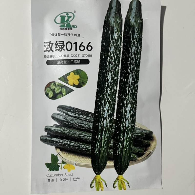 致绿0166黄瓜种子，青瓤耐热品种种子现货供应