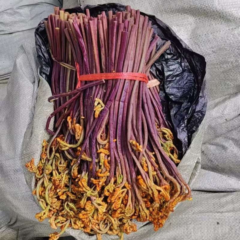 蕨菜