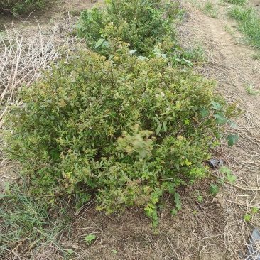 青叶绣线菊球金叶绣线菊金山绣线菊小苗苗圃大量供应价格低廉