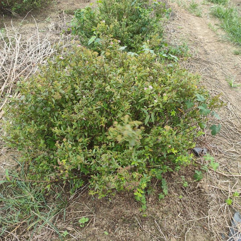 青叶绣线菊球金叶绣线菊金山绣线菊小苗苗圃大量供应价格低廉