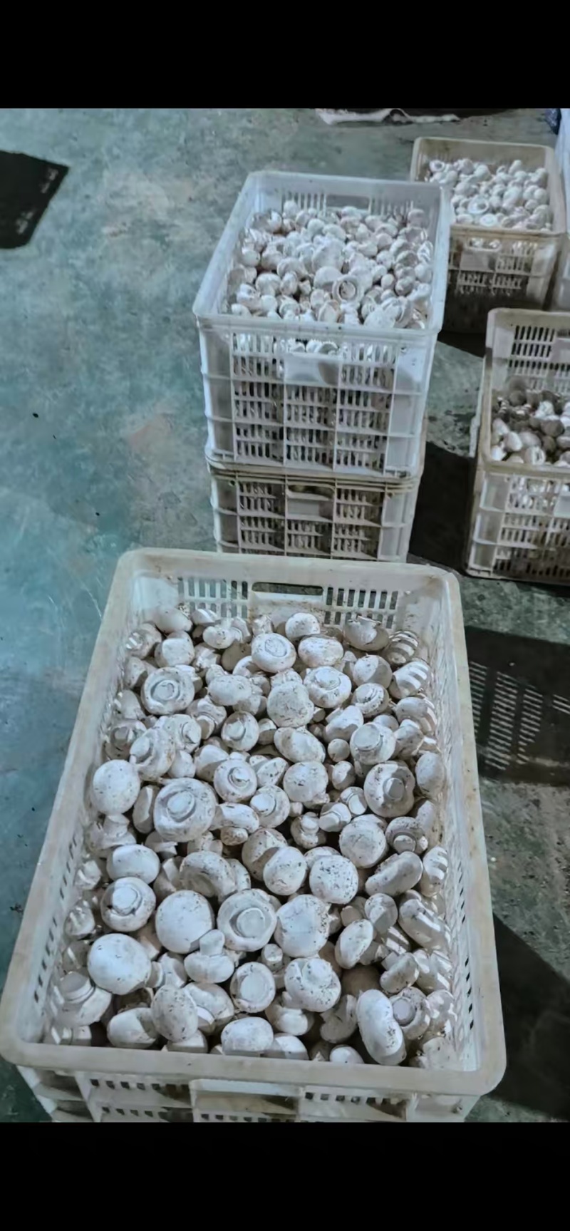 双胞菇基地直供品质优新鲜可代发全国市场欢迎咨询来电