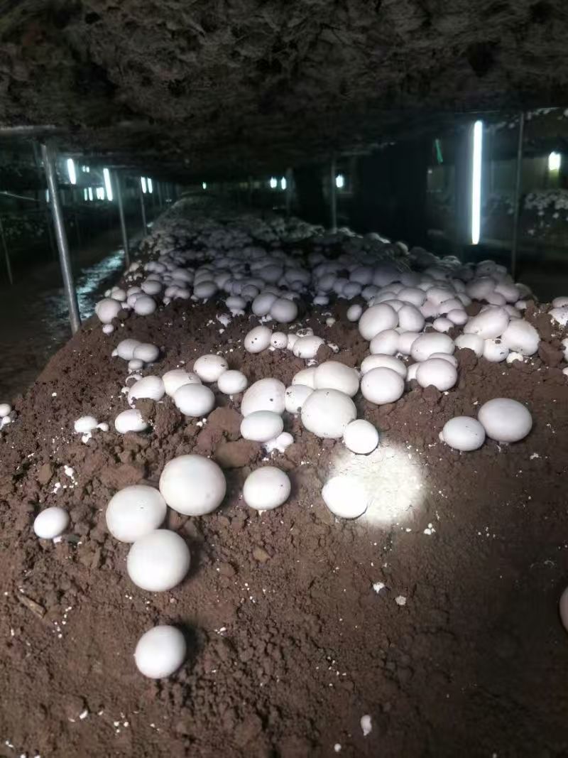 双胞菇基地直供品质优新鲜可代发全国市场欢迎咨询来电
