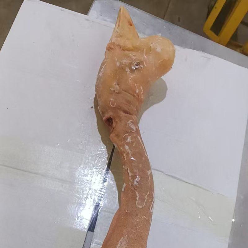 老鹅头脖