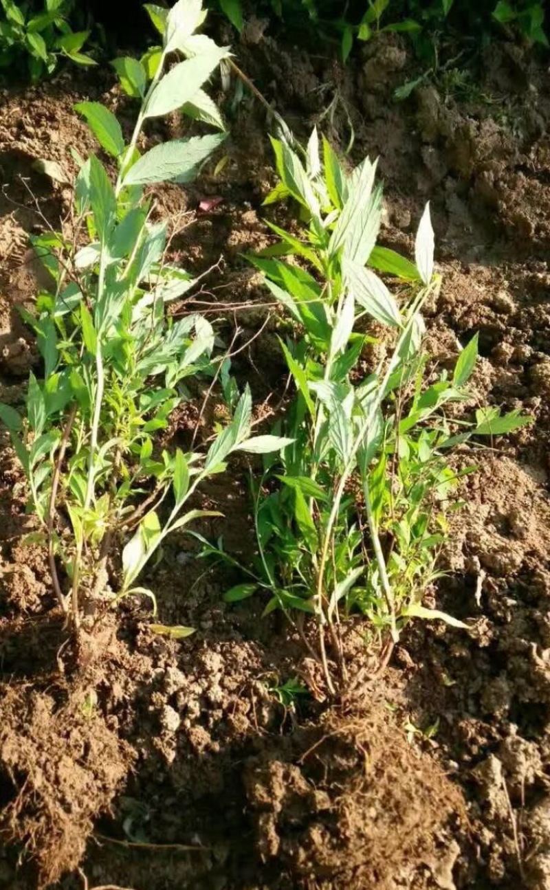 青叶绣线菊球金叶绣线菊金山绣线菊小苗苗圃大量供应价格低廉