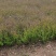 青叶绣线菊球金叶绣线菊金山绣线菊小苗苗圃大量供应价格低廉