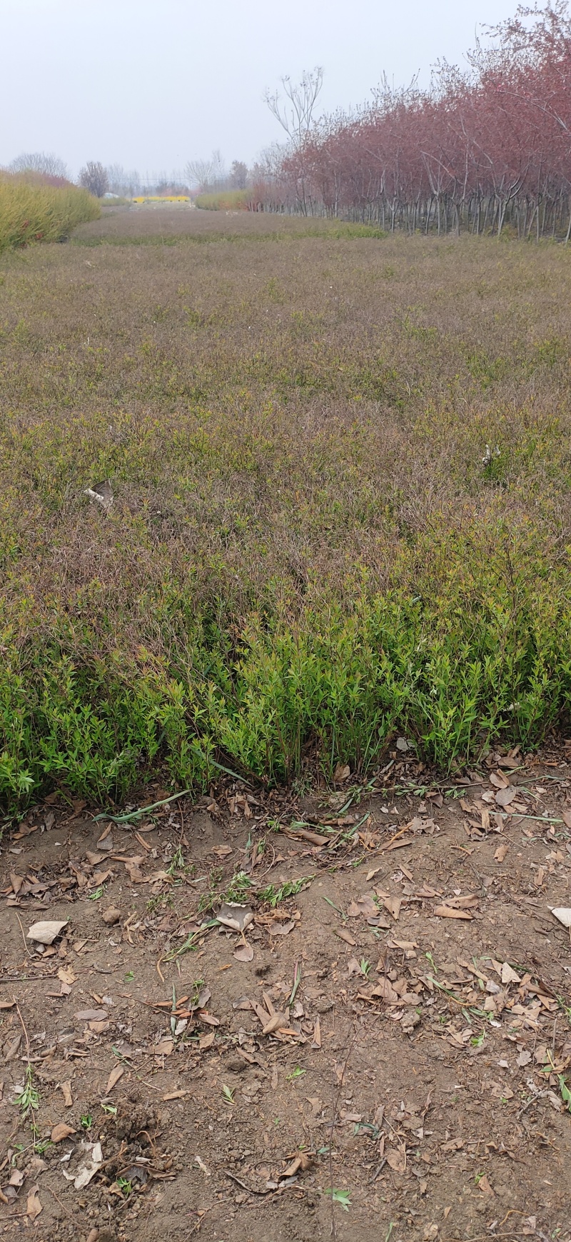青叶绣线菊球金叶绣线菊金山绣线菊小苗苗圃大量供应价格低廉