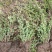 青叶绣线菊球金叶绣线菊金山绣线菊小苗苗圃大量供应价格低廉