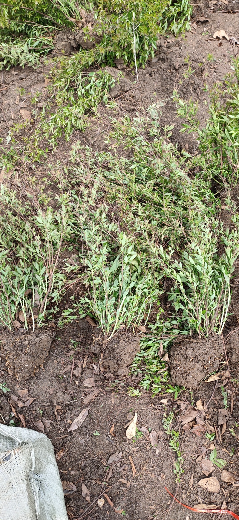 青叶绣线菊球金叶绣线菊金山绣线菊小苗苗圃大量供应价格低廉