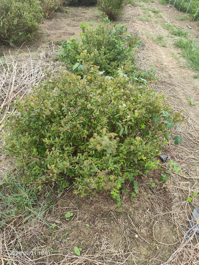 青叶绣线菊球金叶绣线菊金山绣线菊小苗苗圃大量供应价格低廉