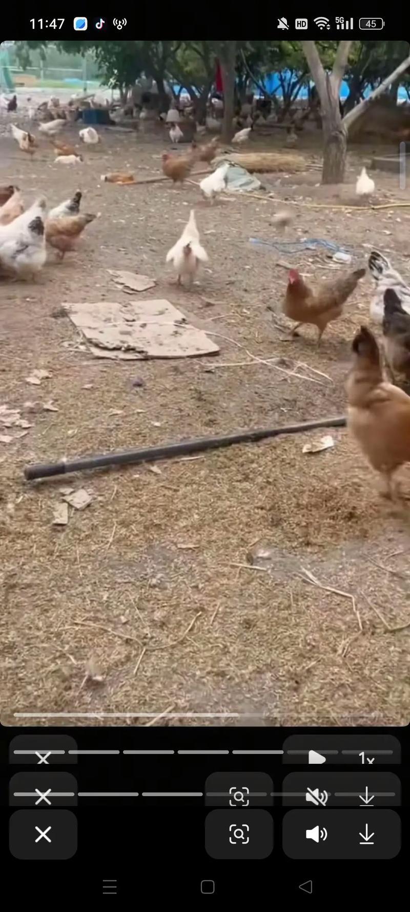 正宗农家散养土鸡蛋鹅蛋