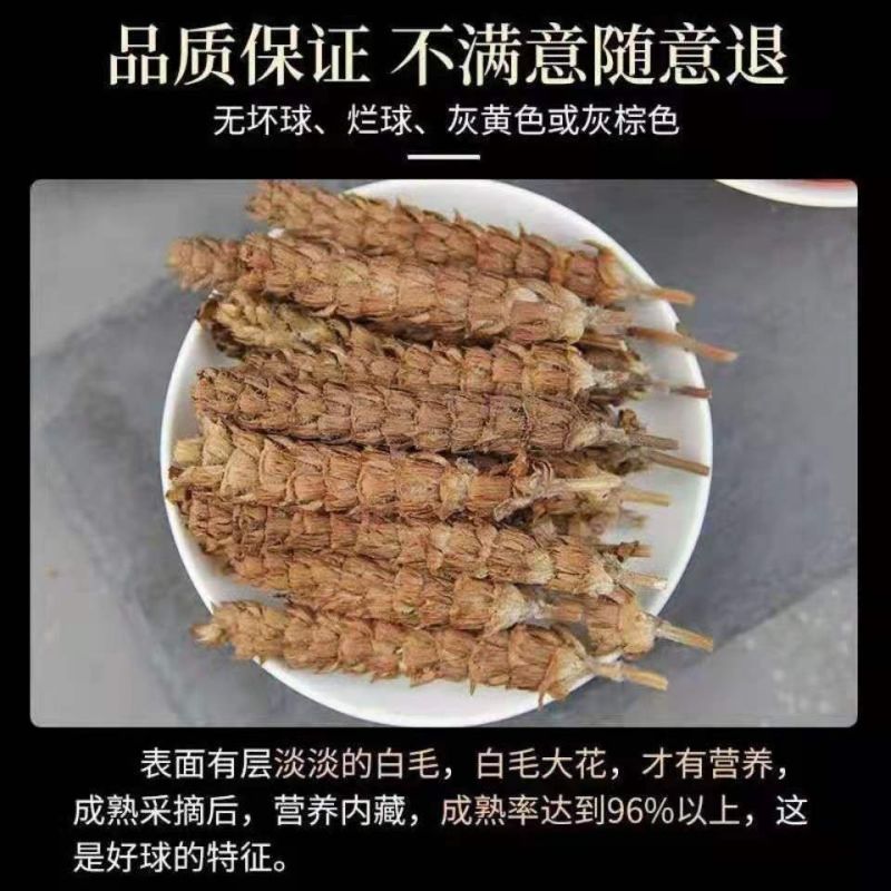 ***夏谷球夏谷草野生中药材无硫无杂质优质白毛夏古球夏谷