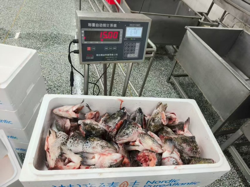 工厂直销，三文鱼边角碎肉，褐色肉，大鱼头鱼骨，