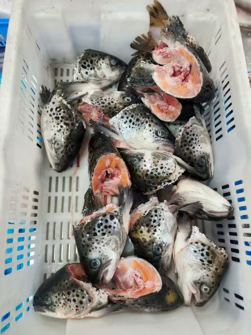 工厂直销，三文鱼边角碎肉，褐色肉，大鱼头鱼骨，