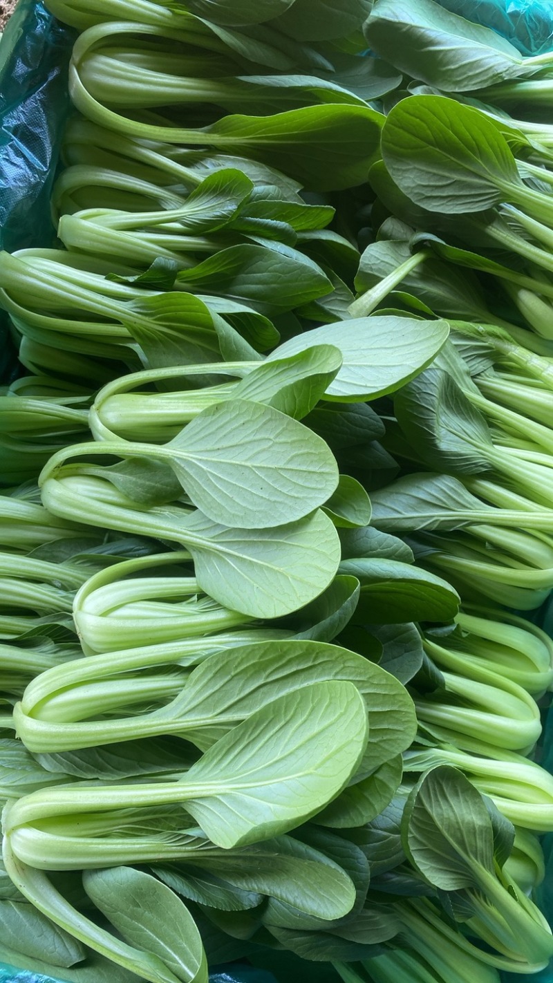 油菜小颗大量出