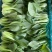 油菜小颗大量出