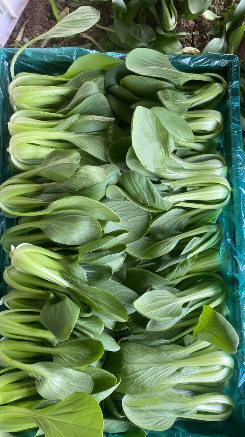 油菜小颗大量出