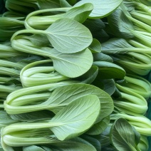 油菜小颗大量出