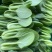 油菜小颗大量出