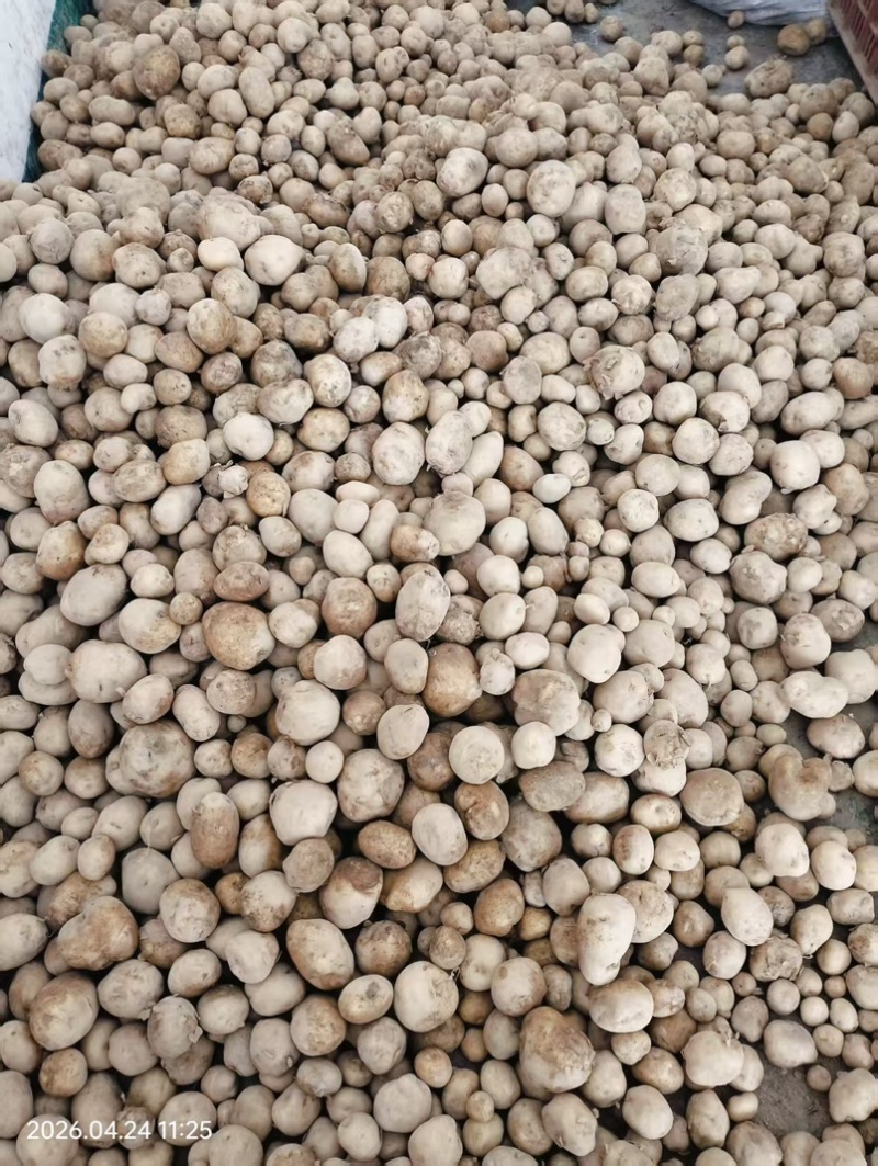 【推荐】湖北恩施精品马尔科小土豆产地一手货源