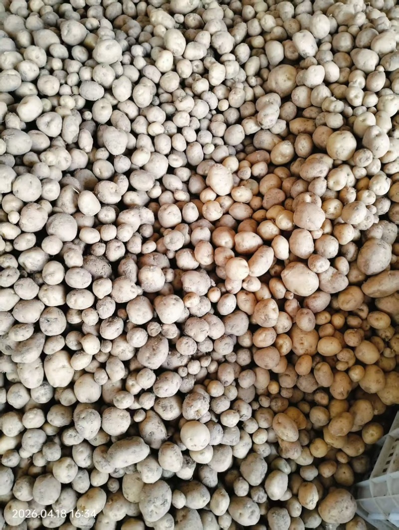 【推荐】湖北恩施精品马尔科小土豆产地一手货源
