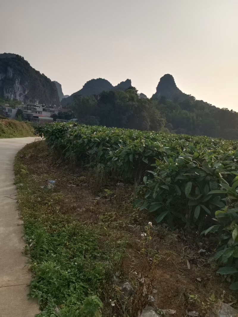 精品苦丁茶一手货源全国发货量大价优欢迎随时联系