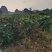 精品苦丁茶一手货源全国发货量大价优欢迎随时联系