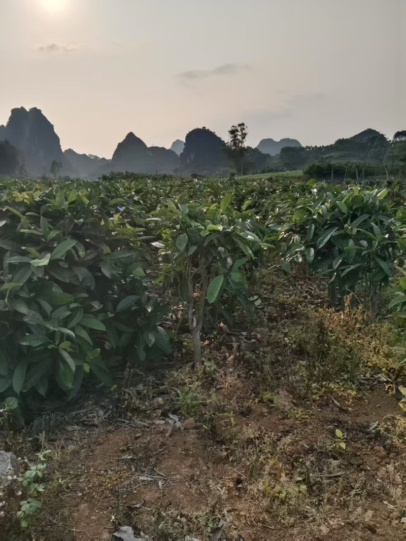 精品苦丁茶一手货源全国发货量大价优欢迎随时联系