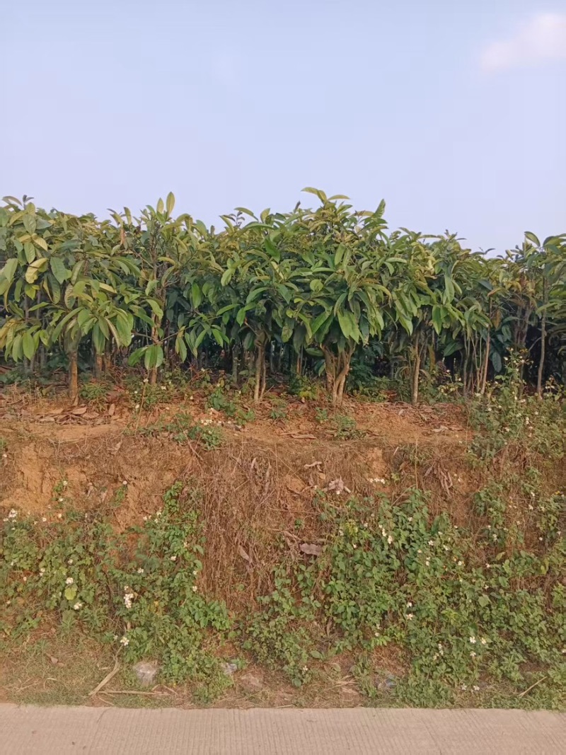 精品苦丁茶一手货源全国发货量大价优欢迎随时联系