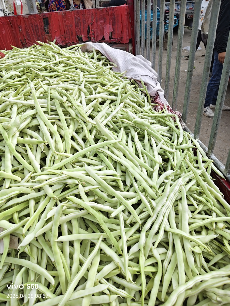 博爱县白芸豆，青扁大量上市中，产地一手货源