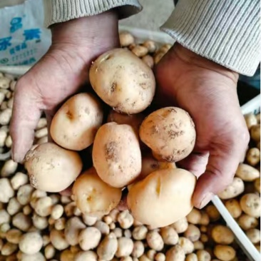 【推荐】湖北恩施精品马尔科小土豆产地一手货源