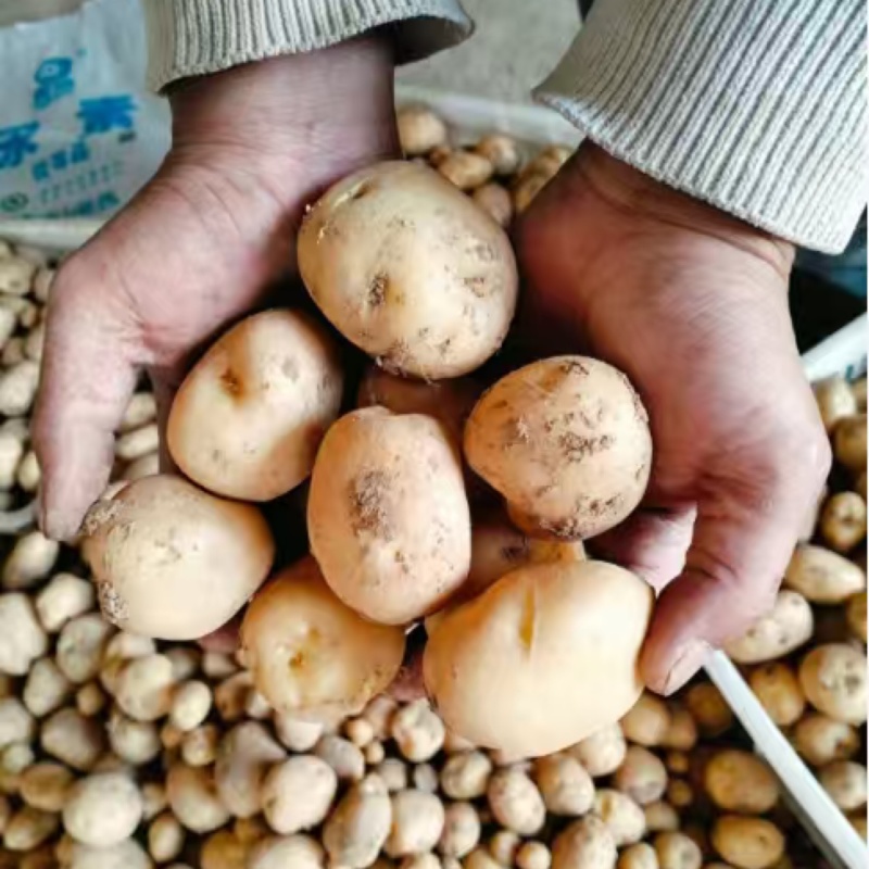 【推荐】湖北恩施精品马尔科小土豆产地一手货源