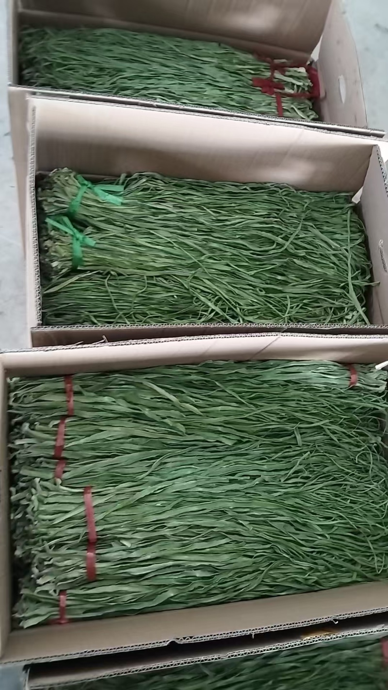 精品优质贡菜，量大从优，产地直发，欢迎选购