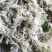 贵州优质水苔
