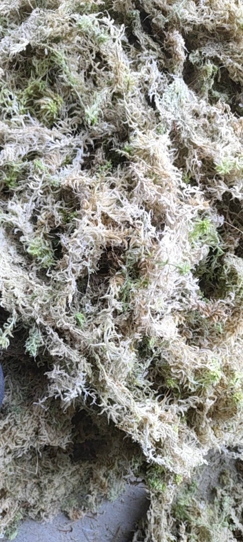 贵州优质水苔
