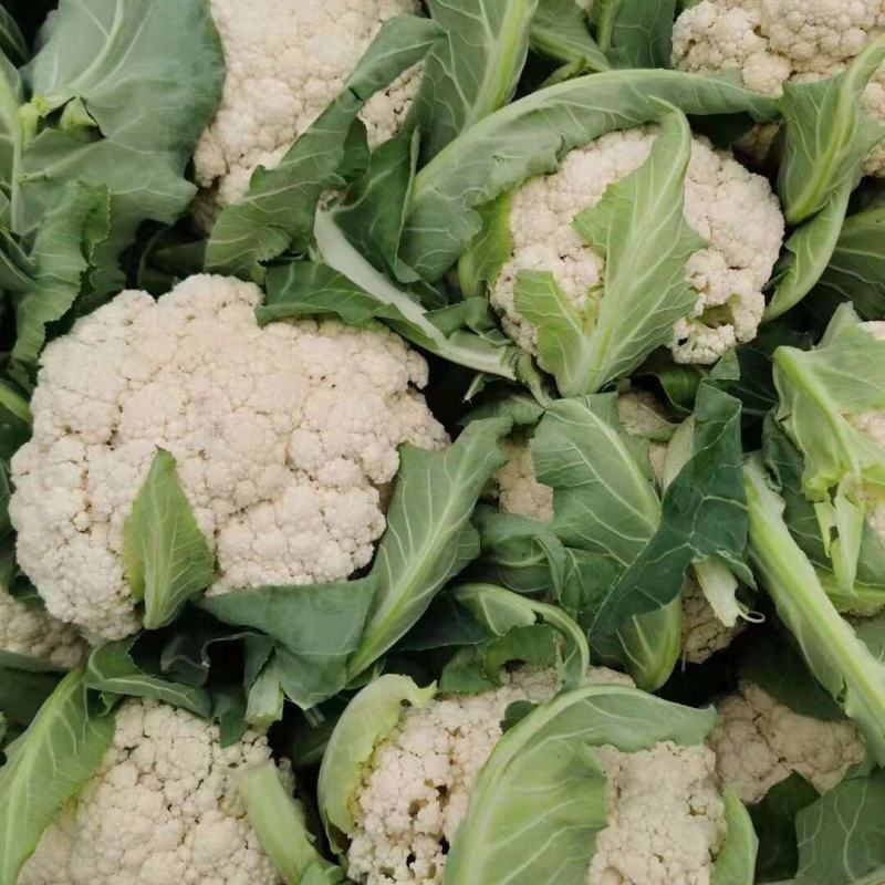 菜花已大量上市产地直供大量有货质量保证一手货源