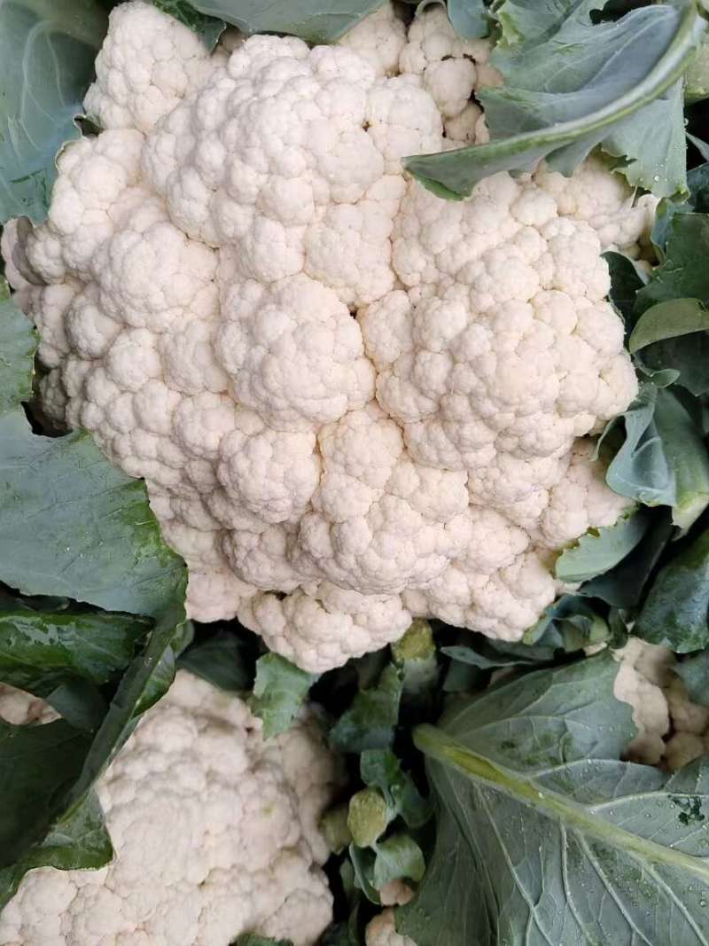 菜花已大量上市产地直供大量有货质量保证一手货源