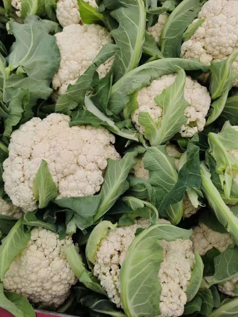 菜花已大量上市产地直供大量有货质量保证一手货源