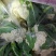 菜花已大量上市产地直供大量有货质量保证一手货源