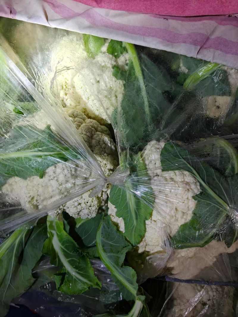 菜花已大量上市产地直供大量有货质量保证一手货源