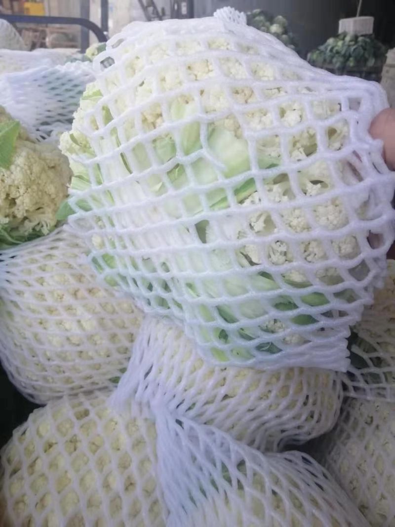 菜花已大量上市产地直供大量有货质量保证一手货源