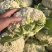 菜花已大量上市产地直供大量有货质量保证一手货源