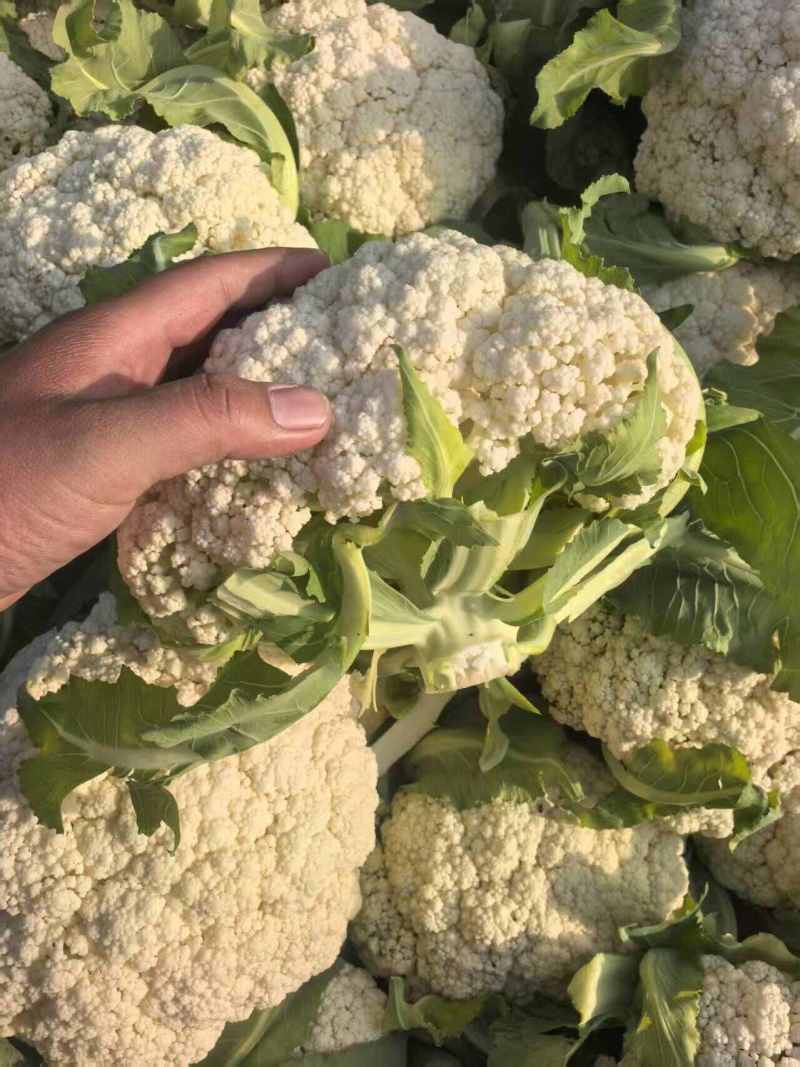 菜花已大量上市产地直供大量有货质量保证一手货源