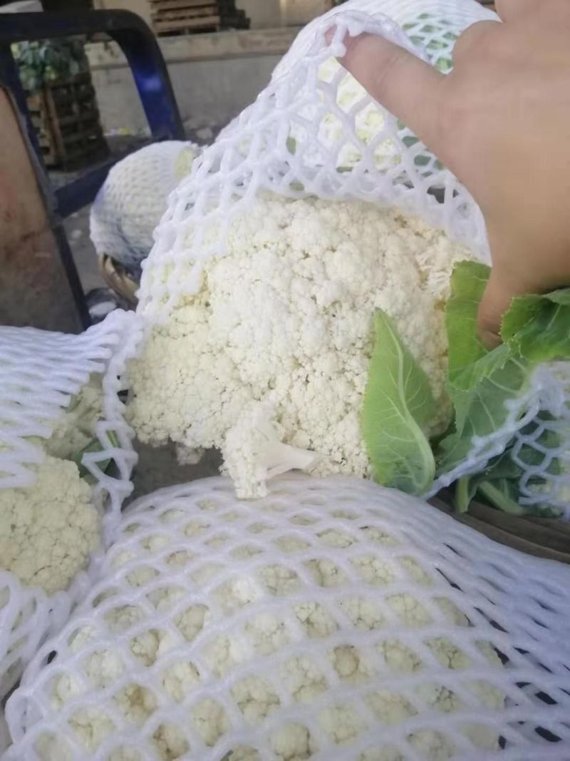菜花已大量上市产地直供大量有货质量保证一手货源