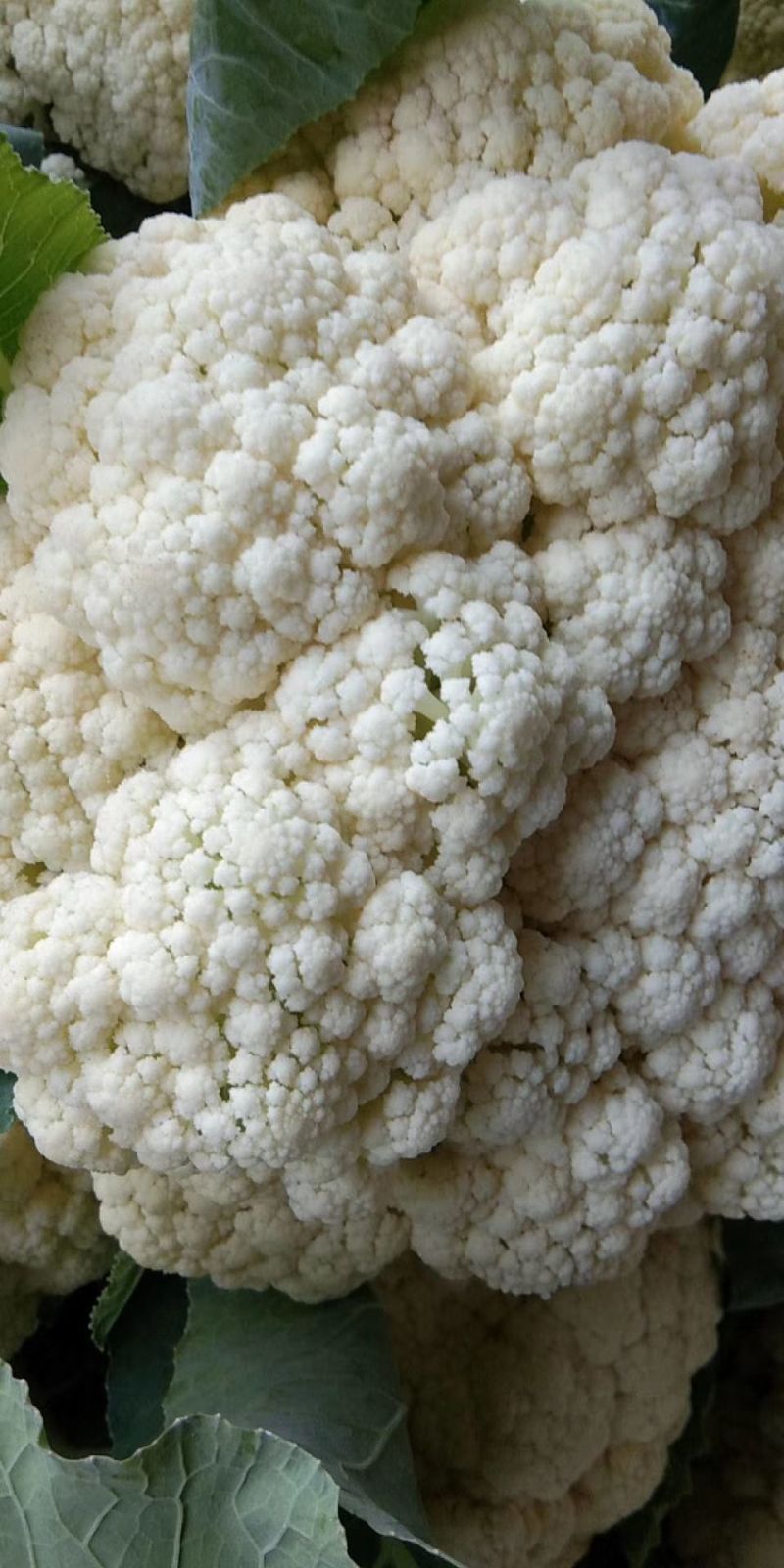 菜花已大量上市产地直供大量有货质量保证一手货源