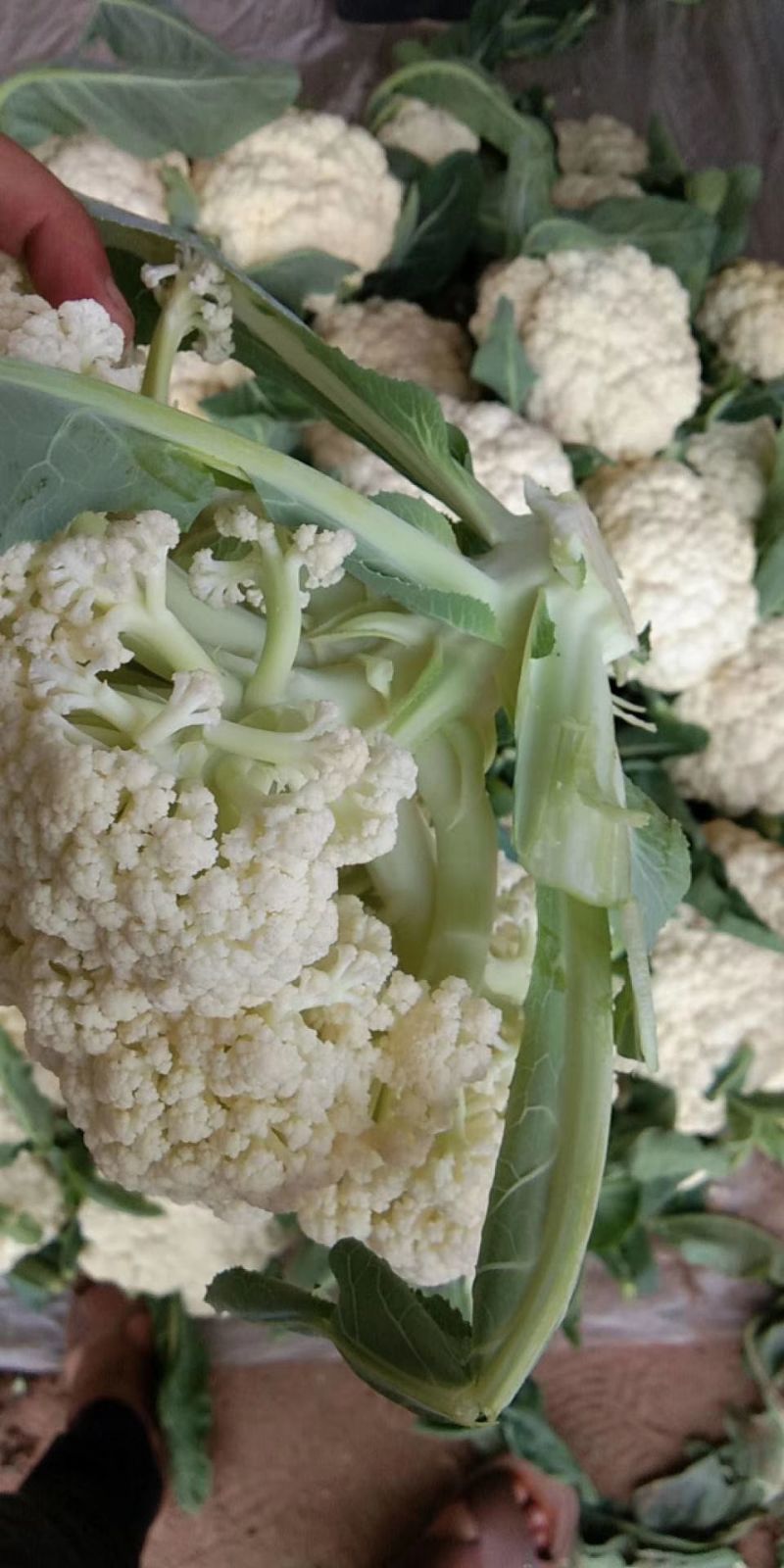 菜花已大量上市产地直供大量有货质量保证一手货源
