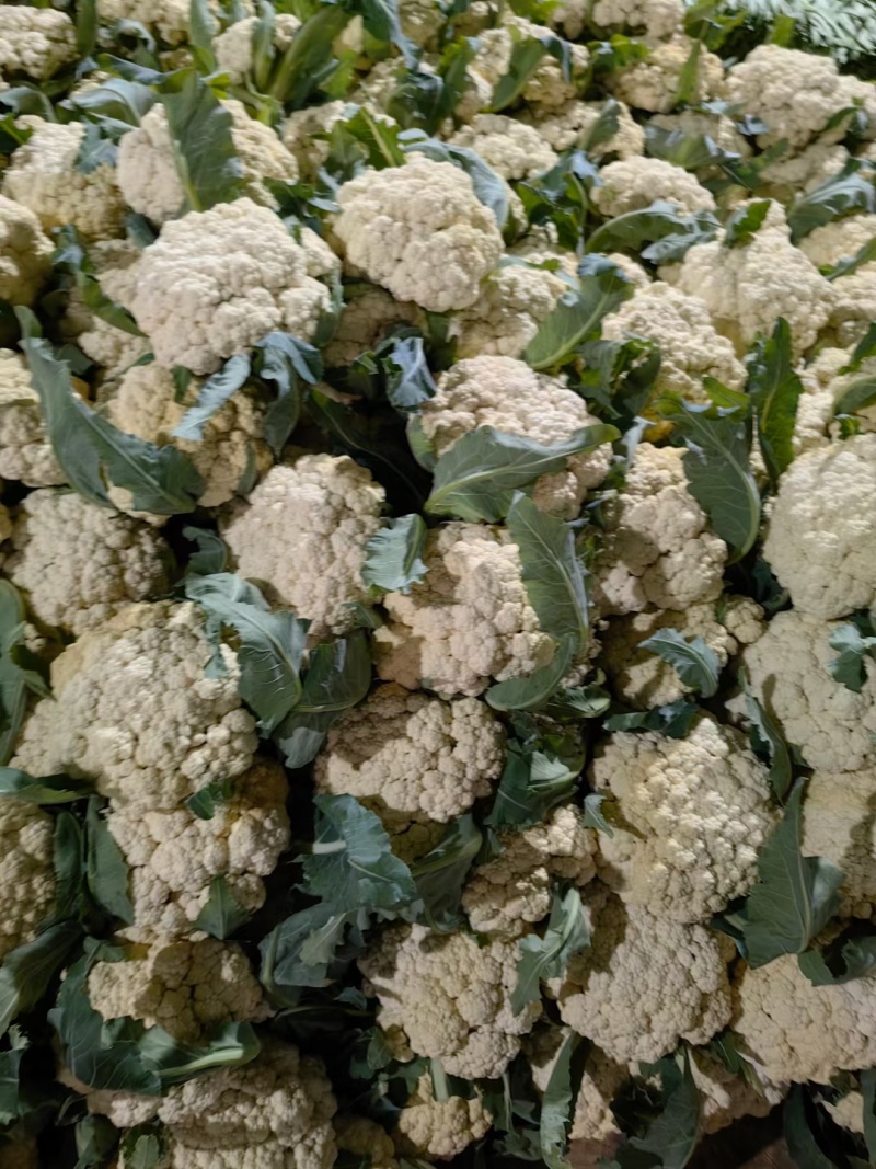 菜花已大量上市产地直供大量有货质量保证一手货源